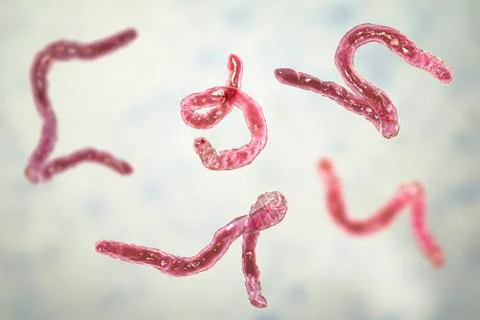 Parasitic hookworm Ancylosoma Illustration