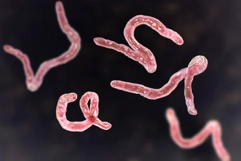 Parasitic hookworm Ancylosoma Stock Illustration
