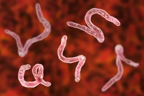 Parasitic hookworm Ancylosoma Illustrazione stock
