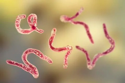 Parasitic hookworm Ancylosoma Stock Illustration