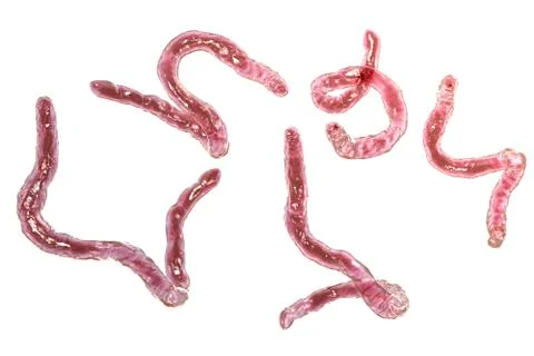 Parasitic hookworm Ancylosoma Stock Illustration