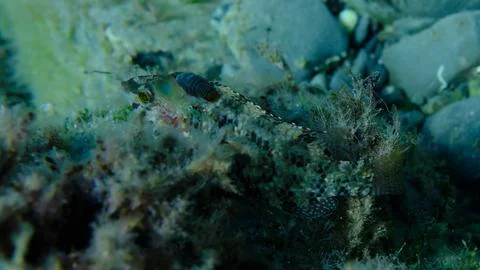 Parasitic isopod or fish parasite Anilocra physodes cf. on Symphodus roissali Photos