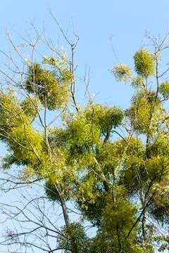 Parasitic mistletoe Photos