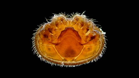 Parasitic mite Varroa under the microscope. Lives on Apis honey bees, causing Vidéo 141516342