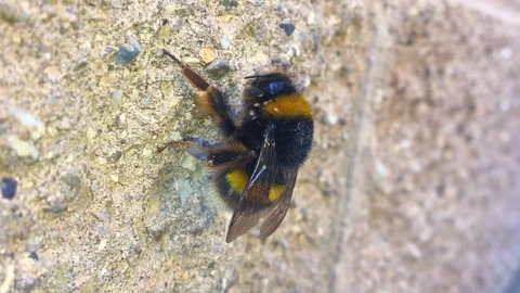Parasitic Mites on Bumblebee Macro Close Up Pollinator Health Stock Footage 121115426