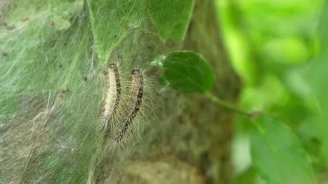 Parasitic oak procession moth caterpillars on an infected tree. Vidéo 276939868