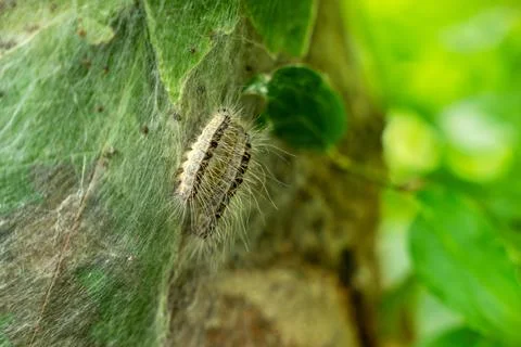 Parasitic oak procession moth caterpillars on an infected tree. Photos