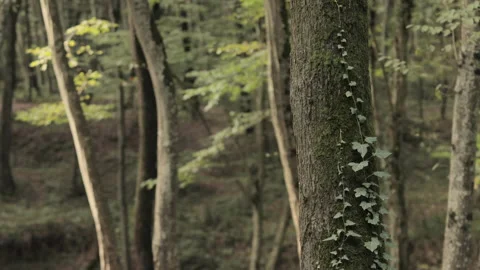 Parasitic plant on a tree in forest Stock Footage 142279523