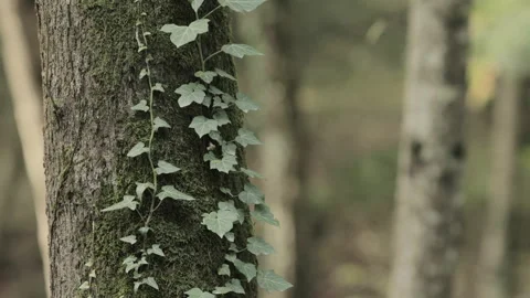Parasitic plant on a tree in forest Vidéo 142279754