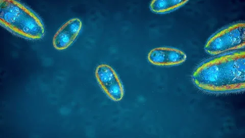 Parasitic protozoans a single-celled eukaryotes Stock Footage 256297688