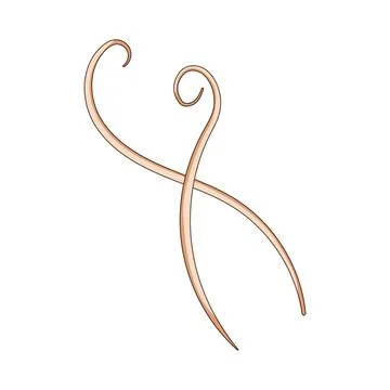 Parasitic roundworm vector crossing on white background Stock Illustration