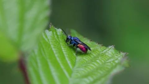 A parasitic A Ruby-Tailed Wasp, Chrysis sp. resting on a Vidéo 337133555