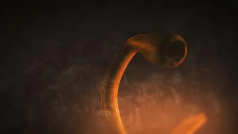 A Parasitic Tapeworm inside Human or Pet's Body - Intestinal Track 2 00241 Illustration