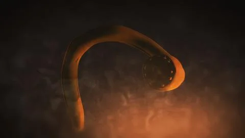 A Parasitic Tapeworm inside Human or Pet's Body - Intestinal Track 1 00016 Illustration
