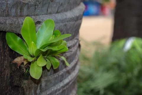 Parasitic on tree. Photos