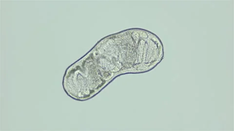 Parasitic Trematoda worm under microscope, possibly Brachyphallus crenatus Vidéo 250526492