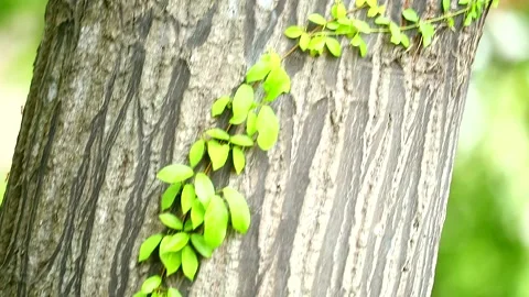 A parasitic vine wrapped around a tree To rely on water and sunlight Vidéo 138737888