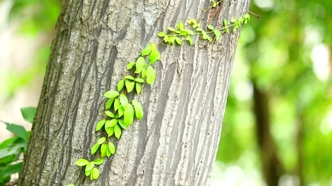 A parasitic vine wrapped around a tree To rely on water and sunlight Vidéo 138740031