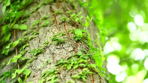 A parasitic vine wrapped around a tree To rely on water and sunlight Vidéo 138740041
