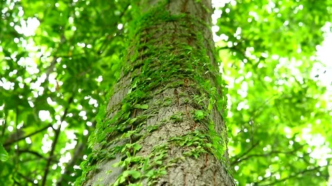 A parasitic vine wrapped around a tree To rely on water and sunlight Vidéo 138740055
