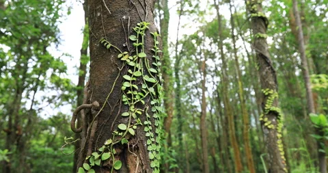 Parasitic vines wrapped around tree trunk in tropical forest Vidéo 139321130