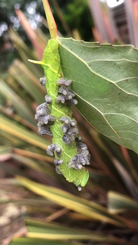 Parasitic wasp grubs emerging from a hawk moth larvae Stock Footage 243601688