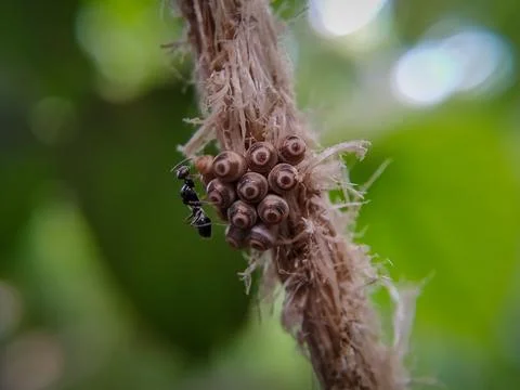 Parasitic wasp on stink bug eggs Stock Photos