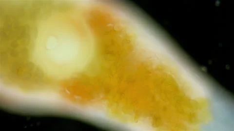 Parasitic worm Progonus muelleri under microscope,metacercaria. Trematoda Vidéo 252817486