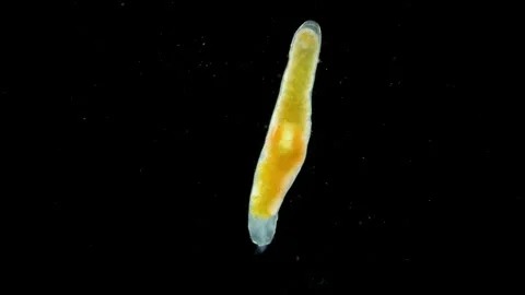 Parasitic worm Progonus muelleri under a microscope, metacercaria. Trematoda Stock Footage 253392967