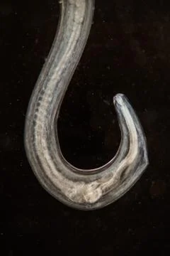 Parasitic worm under the microscope 100x Photos