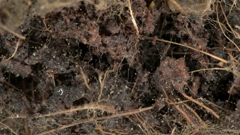 Parasitic worms Nematoda under the microscope. Vidéo 153543531