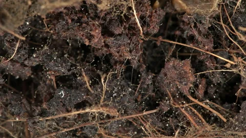 Parasitic worms Nematoda under the microscope. Vidéo 153657253