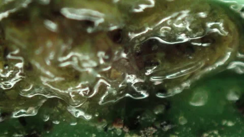 Parasitic worms in protoplasm Stock Footage 161249635