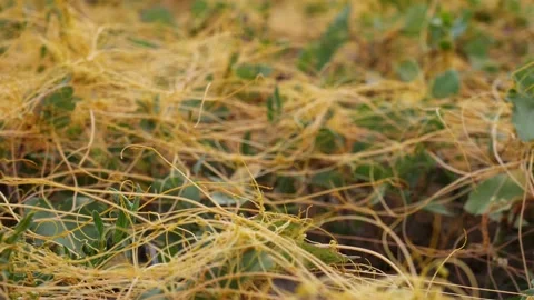 A parasitic yellow dodder plant. Vidéo 156280048