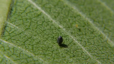 Parasitized Monarch butterfly egg, E USA Video stock 141662659