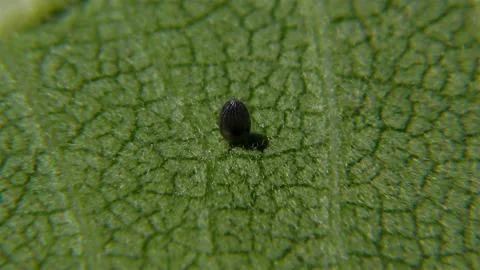 Parasitized Monarch butterfly egg, E USA Video stock 141848060