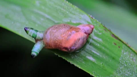 Parasitized snail on a leaf in macro view, internal larva moves rhythmicall.. Video stock 310242408