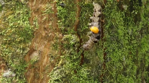 Parasitoid infested caterpillar rushing on tree trunk Stock-Footage 118709408