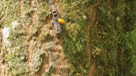 Parasitoid infested caterpillar rushing on tree trunk Stock Footage