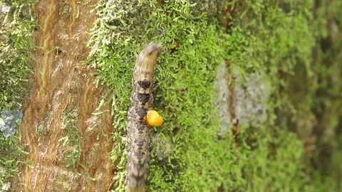 Parasitoid infested caterpillar rushing on tree trunk Stock-Footage 118709419
