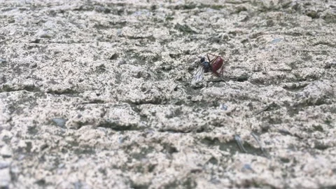 Parasitoid  insect is dying Stock Footage 133741575