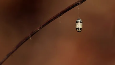 Parasitoid wasp cocoon on twig Stock Footage 343765594