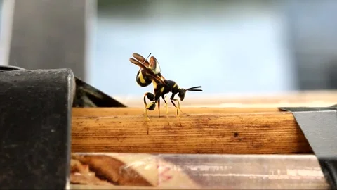 Parasitoid Wasp Stock Footage 135158331