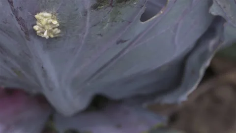 Parasitoid wasp Larvae Stock Footage 152156471