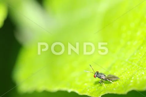 Parasitoid wasp Stock Photos
