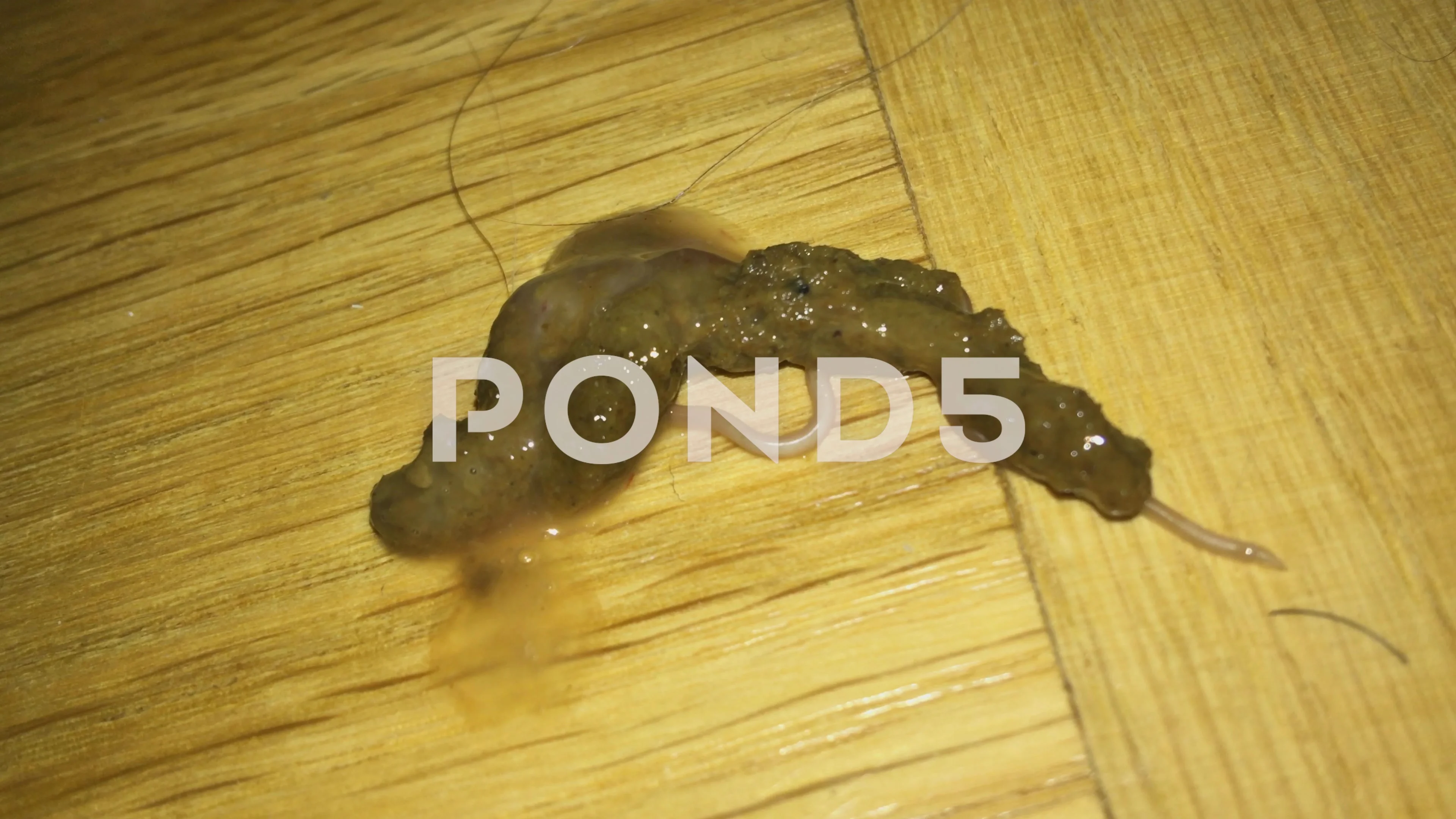 picture-of-dog-worms-in-poop-petswall