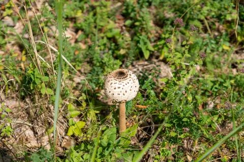 Parasol on the forest floor Foto stock
