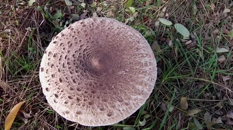 A parasol mushroom 스톡 동영상 64416574