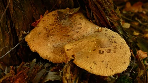 Parasol mushroom Stock Footage 82676805