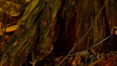 Parasol mushroom Stock Footage 82677454